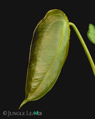 Anthurium peltigerum