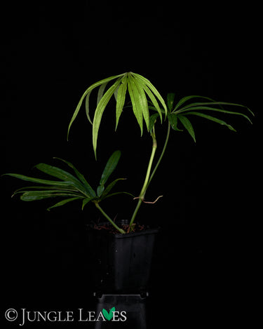 Anthurium polyschistum