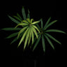 Anthurium polyschistum