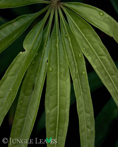 Anthurium polyschistum