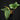 Anthurium radicans