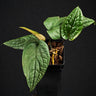 Anthurium radicans