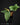 Anthurium radicans