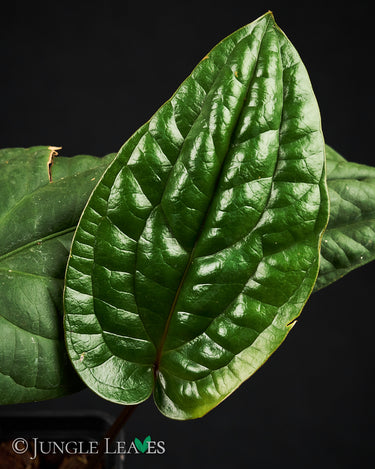 Anthurium radicans