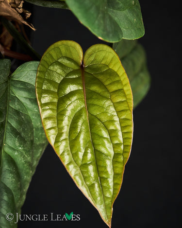 Anthurium radicans