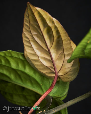 Anthurium radicans