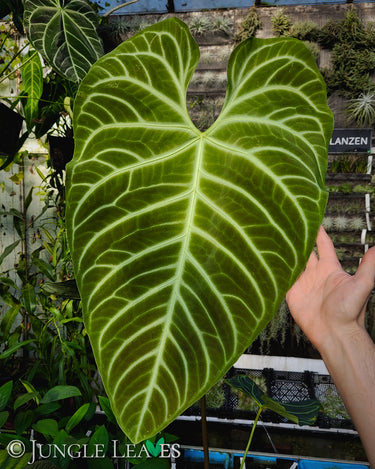 Anthurium regale