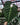 Anthurium regale