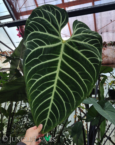 Anthurium regale
