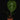 Anthurium regale