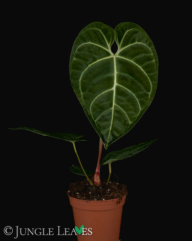 Anthurium regale