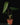 Anthurium regale