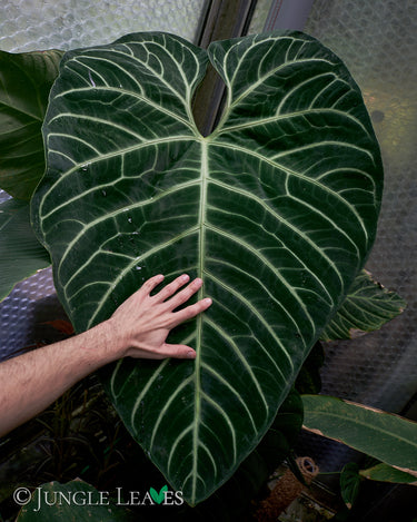 Anthurium regale