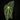 Anthurium regale S
