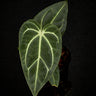 Anthurium regale S