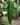 Anthurium veitchii