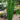 Anthurium veitchii
