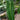 Anthurium veitchii