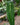 Anthurium veitchii