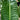 Anthurium veitchii