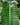 Anthurium veitchii