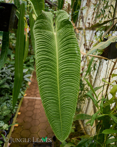 Anthurium veitchii