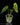 Anthurium veitchii