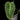 Anthurium veitchii