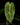 Anthurium veitchii