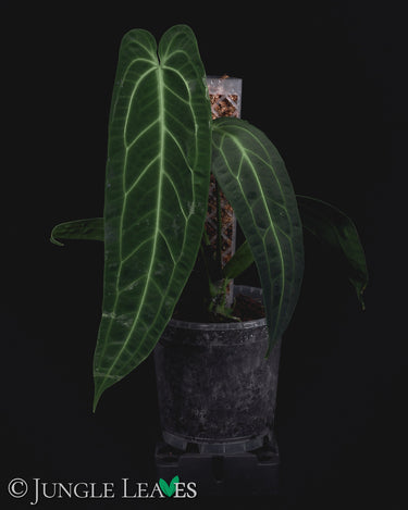 Anthurium warocqueanum