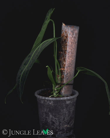 Anthurium warocqueanum