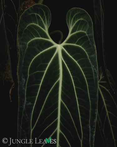 Anthurium warocqueanum