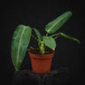 Anthurium warocqueanum