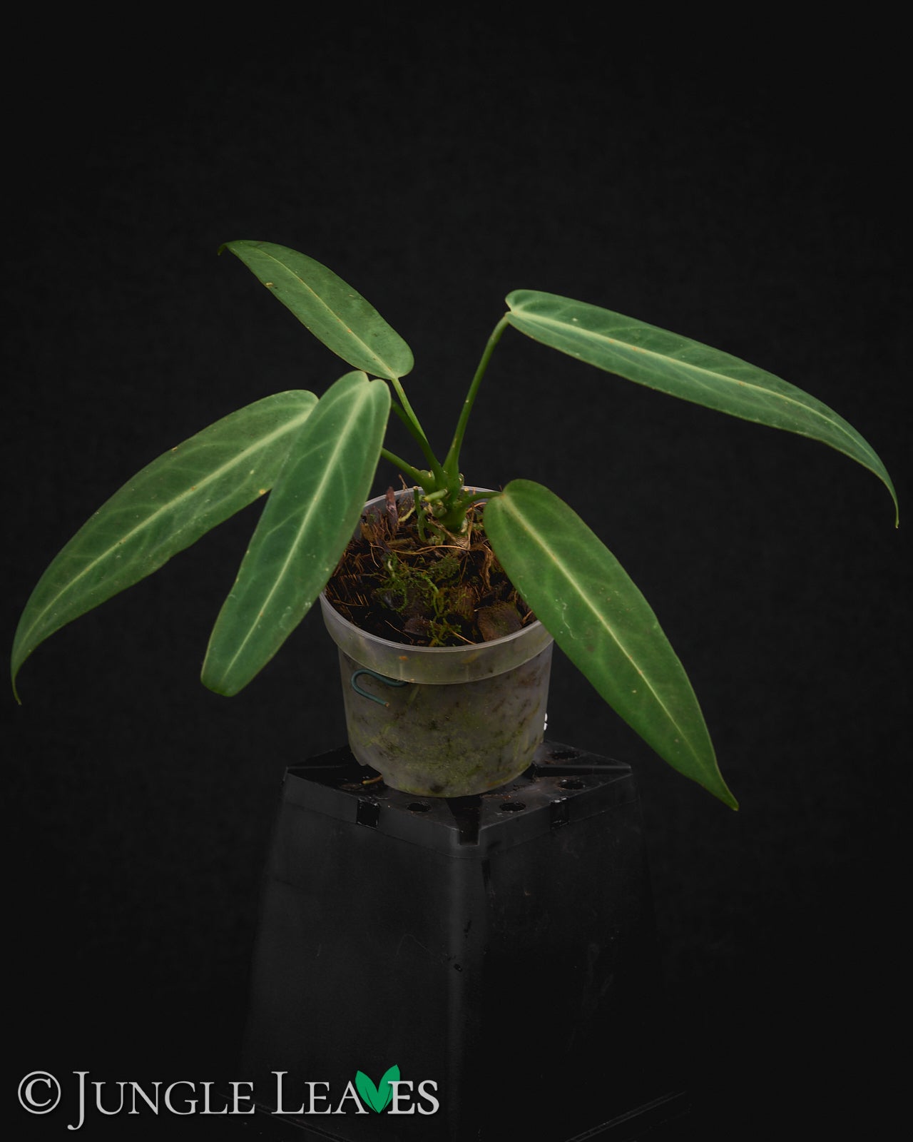 Anthurium warocqueanum €9.99 to €59.99 - – Jungle Leaves