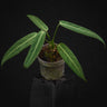Anthurium warocqueanum