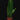 Anthurium warocqueanum