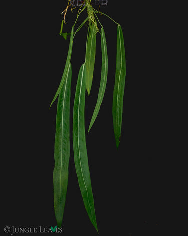 Anthurium pallidiflorum