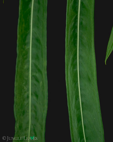 Anthurium pallidiflorum