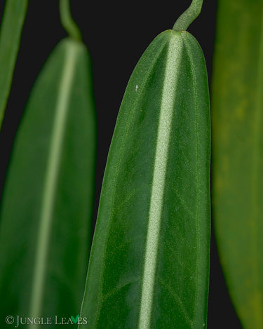 Anthurium pallidiflorum