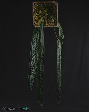 Anthurium wendlingeri