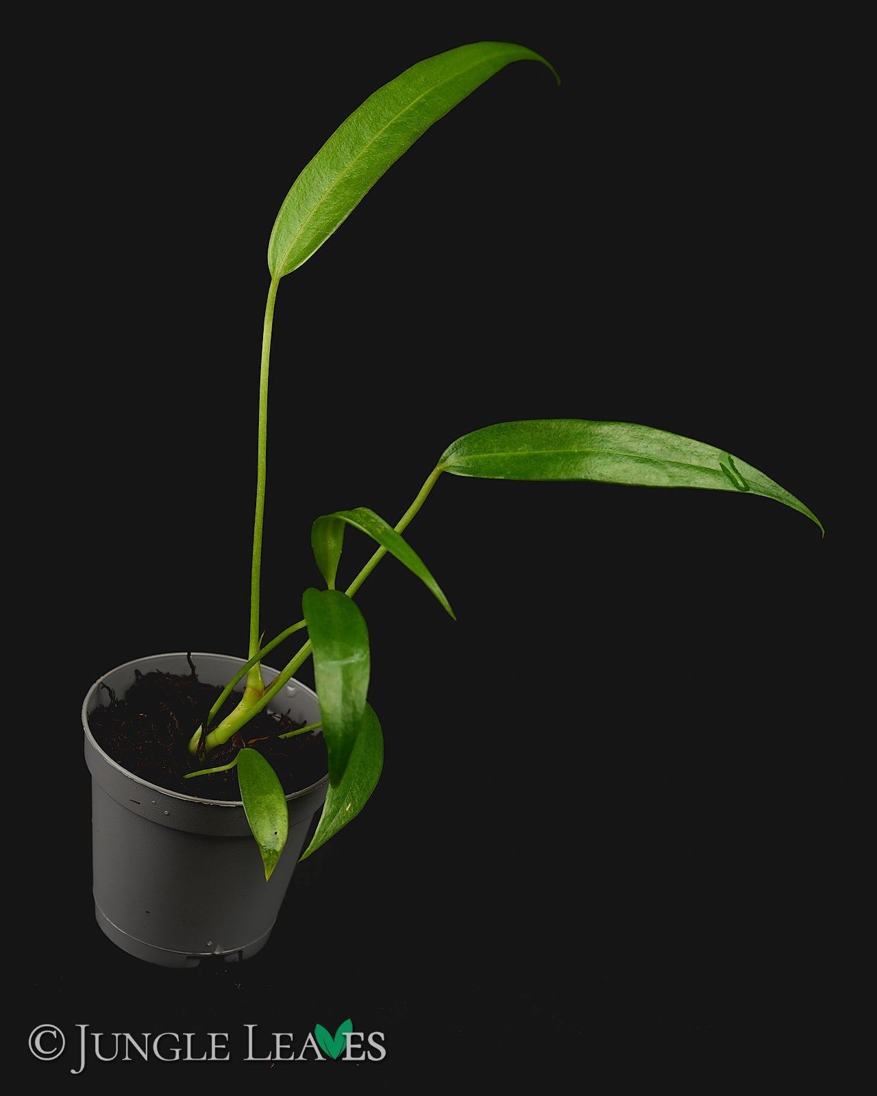 Anthurium wendlingeri – Jungle Leaves