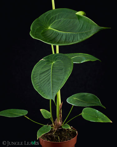 Anthurium peltigerum