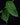 Anthurium peltigerum