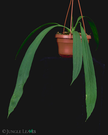 Anthurium vittariifolium