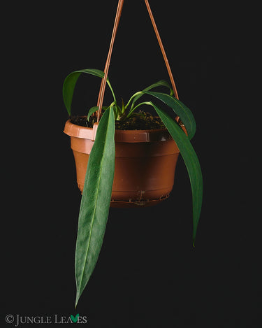 Anthurium wendlingeri