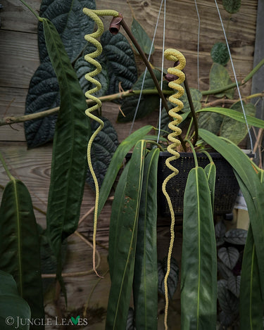 Anthurium wendlingeri
