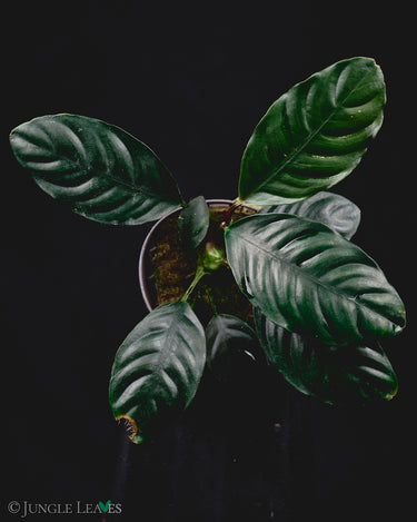 Anubias barteri var. coffeifolia