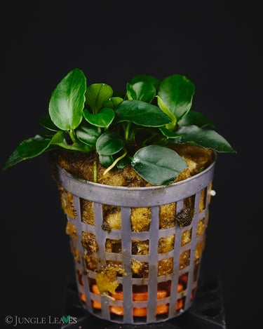 Anubias barteri var. nana cv. Bonsai Mini