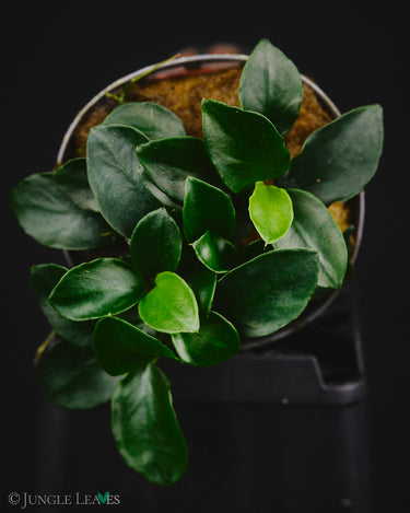 Anubias barteri var. nana cv. Bonsai Mini