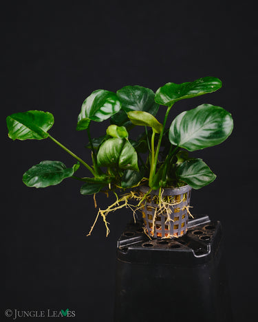 Anubias barteri var. nana cv. Round Leaf Coin